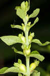 Mullein foxglove